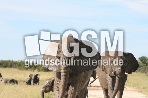 Afrikanischer_Elefant_07.JPG